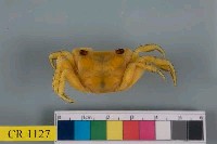 藏品(紅螯螳臂蟹)的圖片